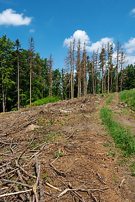 포토 JPG 해외이미지 나무 식물 도로 백그라운드 풍경 사람없음 야외 초록색 숲 나무껍질 해외202004 해외포토 길 컬러 교통시설 껍질 파일형식 이미지허브