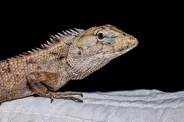 포토 JPG 해외이미지 동물 야생동물 파충류 사람없음 반려동물 환경 피부 도마뱀 스파이크 해외202004 해외포토 신체부위 파일형식 이미지허브