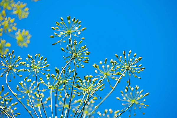 포토 JPG 해외이미지 모양 식물 꽃 꽃무늬 패턴 자연 하늘 사람없음 초록색 파란색 노란색 봄 허브 스카이라인 내추럴 딜 해외202004 해외포토 계절 컬러 무늬 생태계 파일형식 이미지허브