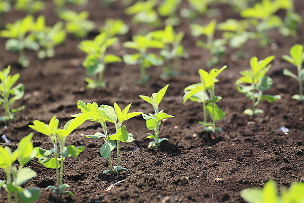 포토 JPG 해외이미지 식물 음식 농업 다이어트 채소 자연 콩 건강 씨앗 사람없음 초록색 농작물 농장 시골 신선 유기농 섬유 대두 모종 밭일 채식주의자 해외202004 해외포토 웰빙 산업 컬러 곡류 직물 생태계 채식 파일형식 이미지허브