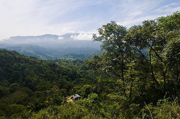 포토 JPG 해외이미지 나무 식물 자연 손바닥 풍경 사람없음 초록색 하이킹 숲 열대우림 내추럴 해외202004 해외포토 손 컬러 레저 생태계 파일형식 이미지허브