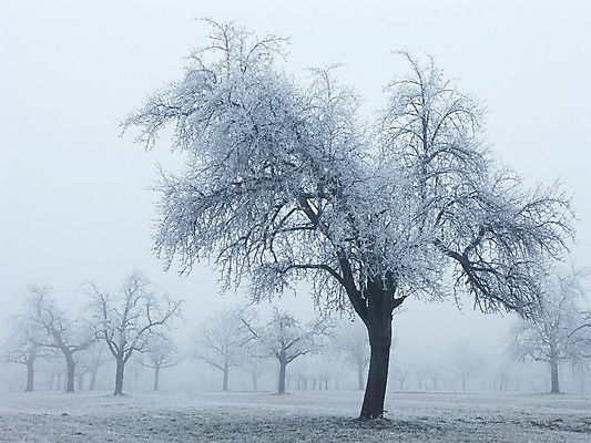 포토 JPG 해외이미지 나무 계절 겨울 자연 아침 풍경 사람없음 추위 안개 흰색 고독 서리 혼자 눈내림 해외202004 해외포토 주간 식물 감정 컬러 날씨 눈_날씨 생태계 파일형식 이미지허브