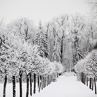 포토 JPG 해외이미지 주간 나무 겨울 자연 사람없음 야외 눈 겨울풍경 해외202004 눈덮임 해외포토 자연요소 식물 계절 컨셉 날씨 풍경 생태계 파일형식 이미지허브