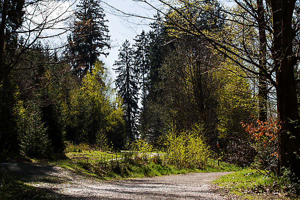 포토 JPG 해외이미지 나무 식물 계절 공원 꽃 유럽 야생동물 여행 잎 꽃무늬 자연 휴가 독일 국립공원 풍경 사람없음 야외 목재 초록색 여름 갈색 봄 벚꽃 가을 개화 황무지 숲 내추럴 바이에른 바이에른사람 해외202004 해외포토 동물 공공시설 나라 컬러 무늬 재료 생태계 파일형식 이미지허브
