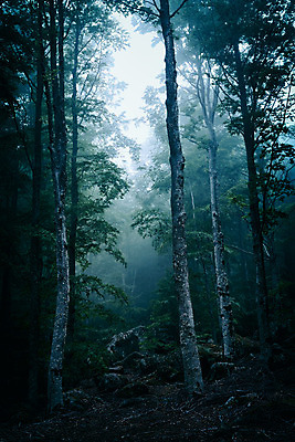 포토 JPG 해외이미지 나무 식물 계절 공원 잎 자연 바람 그림자 풍경 사람없음 야외 세로 빛 어둠 이탈리아 새벽 할로윈 안개 가을 황무지 숲 신비 무서움 10월 내추럴 해외202004 해외포토 자연요소 공공시설 감정 유럽 컨셉 날씨 날짜 생태계 파일형식 이미지허브
