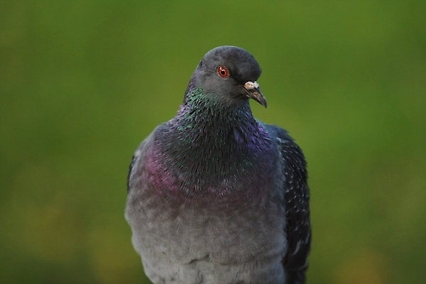 포토 JPG 해외이미지 동물 공원 조류 사람없음 야외 초록색 깃털 비둘기 내추럴 해외202004 해외포토 공공시설 컬러 파일형식 이미지허브