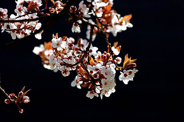 포토 JPG 해외이미지 나무 식물 계절 공원 꽃 결혼 백그라운드 잎 자연 하늘 청년 사람없음 야외 초록색 빛 청춘 정원 맑음 검은색 스파 봄 벚꽃 흰색 나뭇가지 신선 개화 체리 허브 묘사 원예 부드러움 천국 내추럴 고립 생태학 해외202004 해외포토 공공시설 교육 컬러 컨셉 과일 날씨 이벤트 성인 취미 감각 생태계 파일형식 이미지허브