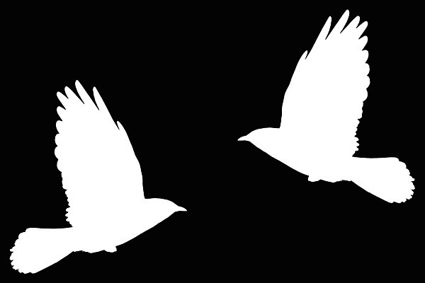 포토 JPG 해외이미지 동물 실루엣 야생동물 날개 일러스트 자연 조류 그림자 사람없음 검은색 흰색 깃털 사인 부리 까마귀 나쁜 고립 해외202004 해외포토 컬러 촬영기법 생태계 파일형식 이미지허브