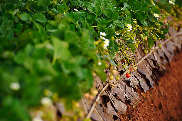 포토 JPG 해외이미지 식물 아시아 여행 잎 농업 과일 태국 딸기 사람없음 빨간색 초록색 농작물 농장 정원 신선 달콤 먹기 준비 싱글 북쪽 밭일 해외202004 해외포토 나라 산업 컬러 모션 맛 방향 파일형식 이미지허브
