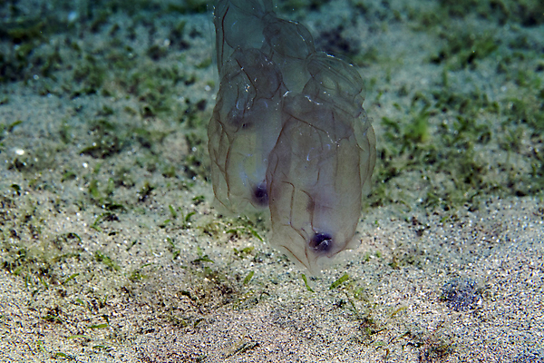 포토 JPG 해외이미지 동물 바다 자연 어류 사람없음 물 파란색 컬러풀 바닷속 수중 아래 깊이 소금물 이국적 해외202004 해외포토 자연요소 컬러 수중동물 방향 생태계 위치 파일형식 이미지허브
