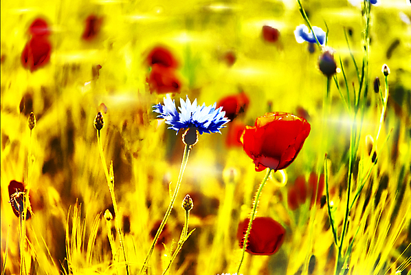 포토 JPG 해외이미지 디자인 파도 백그라운드 컨셉 패턴 일러스트 벽지 추상 미래 미술 사람없음 그래픽 장식 빛 유행 덮개 소용돌이 신용카드 질감 블러 특별함 스타일 해외202004 해외포토 바다 무늬 문화예술 금융 뚜껑 회오리 파일형식 이미지허브