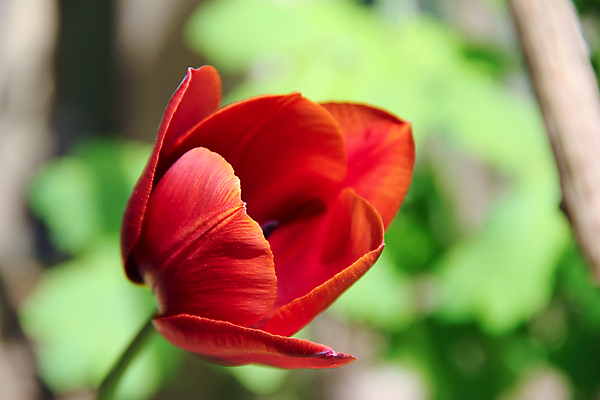 포토 JPG 해외이미지 식물 디자인 계절 공원 꽃잎 꽃 줄기 백그라운드 잎 밭 자연 잔디 사람없음 야외 빨간색 초록색 빛 햇빛 태양 머리 우주 정원 맑음 봄 활발 튤립 성장 벚꽃 신선 그룹 우아함 4월 5월 화단 내추럴 멀티 정중 천진난만 해외202004 해외포토 자연요소 공공시설 컬러 컨셉 농업 날씨 신체부위 날짜 생태계 파일형식 이미지허브