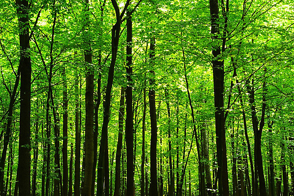 포토 JPG 해외이미지 나무 공원 아침 풍경 사람없음 여름 컬러풀 햇빛 침묵 봄 숲 속도 생태계 시트 파라다이스 그리너리 해외202004 해외포토 주간 식물 계절 공공시설 컬러 태양 소리 파일형식 트랜드컬러 이미지허브