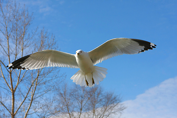 포토 JPG 해외이미지 동물 호수 야생동물 바다 날개 자연 갈매기 조류 하늘 아침 사람없음 옆모습 물 파란색 검은색 흰색 연못 반지 오픈 깃털 부리 계산서 해외202004 해외포토 주간 자연요소 뷰포인트 컬러 장신구 생태계 파일형식 이미지허브