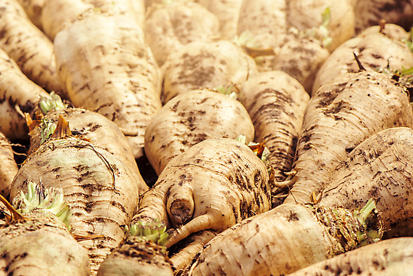 포토 JPG 해외이미지 계절 산업 농업 자연 사람없음 야외 여름 농작물 햇빛 농장 쌓기 수확 성장 가을 시골 땅 유기농 뿌리 흙더미 땅바닥 많음 세련 해외202004 해외포토 웰빙 컨셉 모션 바닥 태양 흙 생태계 파일형식 더미 이미지허브