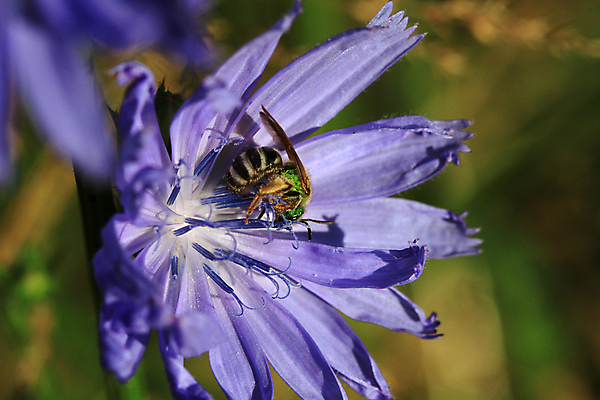 포토 JPG 해외이미지 식물 꽃 백그라운드 잎 꽃무늬 재료 건강 사람없음 여름 벚꽃 신선 먹기 허브 유기농 내추럴 채식주의자 치커리 해외202004 해외포토 웰빙 계절 무늬 채소 모션 채식 파일형식 이미지허브