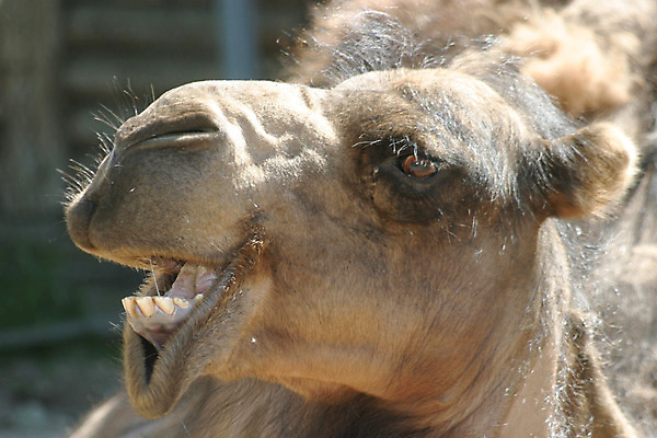 포토 JPG 해외이미지 동물 척추동물 남자 아시아 문화 얼굴 야생동물 여행 포유류 자연 털 사람없음 햇빛 머리 사막 치아 승차 모래언덕 낙타 목 동쪽 사하라 단봉낙타 해외202004 해외포토 나라 모션 아프리카 사람 신체부위 태양 소화기관 방향 언덕 생태계 파일형식 이미지허브