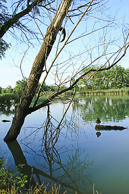 포토 JPG 해외이미지 나무 식물 동물 자연 조류 오리 파노라마 갈대 풍경 사람없음 야외 물 여름 파란색 강 반사 다뉴브강 동물상 해외202004 해외포토 자연요소 계절 컬러 촬영기법 조형물 생태계 파일형식 이미지허브