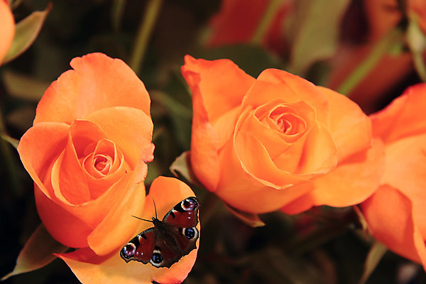 포토 JPG 해외이미지 식물 꽃잎 꽃 나비 곤충 백그라운드 꽃무늬 날개 오렌지 발렌타인데이 선물 사랑 사람없음 초록색 장미 신선 가시 황금 다발 수집 꽃집 기회 복숭아 부드러움 꿀 내추럴 특별함 몽환 해외202004 해외포토 동물 감정 컬러 컨셉 무늬 과일 데이이벤트 상점 감각 파일형식 이미지허브