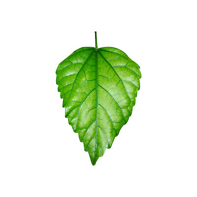 포토 JPG 해외이미지 모양 나무 식물 백그라운드 잎 자연 표면 추상 사람없음 장식 초록색 컬러풀 3D 정원 침묵 소용돌이 그룹 모서리 두루마리 자르기 묘사 오브젝트 유기농 질감 윤곽 슛 정맥 고립 해외202004 해외포토 웰빙 컬러 무늬 모션 소리 회오리 디지털합성 생태계 혈관 파일형식 이미지허브