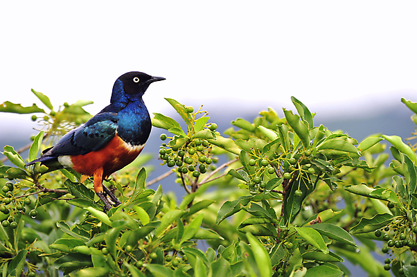 포토 JPG 해외이미지 나무 동물 야생동물 날개 아프리카 자연 조류 사람없음 가로 초록색 파란색 빛 컬러풀 노란색 검은색 나뭇가지 관찰 깃털 꼬리 부리 내추럴 해외202004 해외포토 식물 나라 컬러 모션 생태계 파일형식 이미지허브