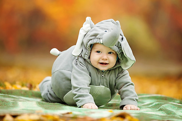 포토 JPG 해외이미지 주간 전신 서양인 남자 엎드리기 낙엽 코끼리 한명 미소 야외 앞모습 아웃포커스 잠옷 가을 아기 남자아기한명만 동물옷 해외포토 자연요소 외국인 1 옷 계절 뷰포인트 잎 포유류 모션 촬영기법 표정 사람 남자한명만 남자아기만 파일형식 이미지허브