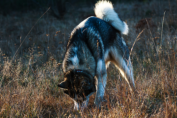 포토 JPG 해외이미지 동물 응시 감정 새끼 포즈 백그라운드 포유류 함께함 앉기 사람없음 반려동물 갈색 검은색 우정 흰색 개 강아지 작음 무릎 불독 몸단장 노려봄 송곳니 고립 기르기 동반자 복종 유래 해외202004 해외포토 시선 컬러 컨셉 모션 표정 신체부위 친구 치아 크기 돌봄 파일형식 이미지허브