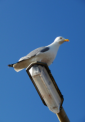 포토 JPG 해외이미지 동물 야생동물 신체 날개 가로등 자연 갈매기 조류 하늘 사람없음 야외 파란색 머리 닫기 깃털 해외202004 해외포토 공공시설 컬러 모션 신체부위 생태계 파일형식 이미지허브