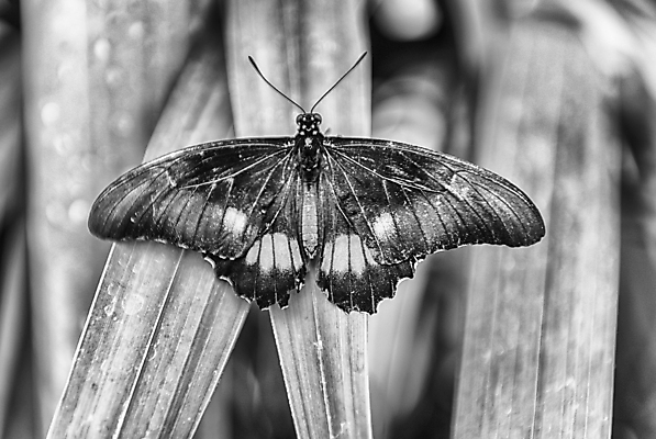 포토 JPG 해외이미지 동물 디자인 야생동물 분홍색 나비 곤충 백그라운드 잎 신체 날개 자연 사람없음 빨간색 초록색 컬러풀 정원 검은색 흰색 점 내추럴 동물상 이국적 강조 해외202004 해외포토 식물 컬러 조형물 생태계 파일형식 이미지허브