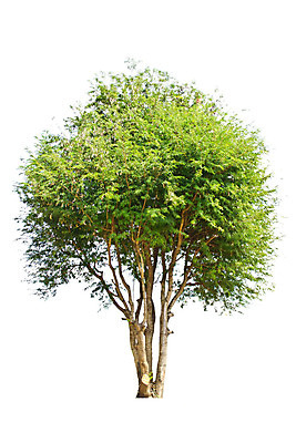 포토 JPG 해외이미지 나무 식물 1 계절 줄기 백그라운드 잎 밭 자연 사람없음 목재 초록색 환경 정원 봄 성장 흰색 나뭇가지 그룹 고독 숲 큼 가득함 심볼 오브젝트 싱글 에코 내추럴 고립 생태학 옛날 그리너리 해외202004 해외포토 교육 감정 컬러 농업 재료 크기 생태계 파일형식 트랜드컬러 이미지허브