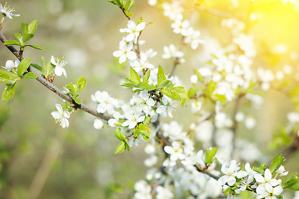 포토 JPG 해외이미지 나무 식물 계절 꽃잎 꽃 분홍색 백그라운드 잎 꽃무늬 자연 추상 사람없음 초록색 빛 햇빛 우주 정원 일본 맑음 봄 벚꽃 흰색 나뭇가지 신선 개화 체리 닫기 사과 과수원 4월 원예 보케 부드러움 내추럴 살구 해외202004 해외포토 아시아 컬러 무늬 농업 과일 모션 날씨 취미 태양 감각 날짜 생태계 파일형식 이미지허브