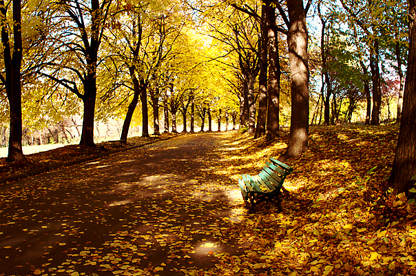 포토 JPG 해외이미지 나무 공원 도로 길 백그라운드 단풍 잎 아침 풍경 사람없음 야외 햇빛 갈색 노란색 정원 가을 나뭇가지 숲 우크라이나 해외202004 해외포토 주간 식물 계절 공공시설 유럽 컬러 교통시설 태양 파일형식 이미지허브