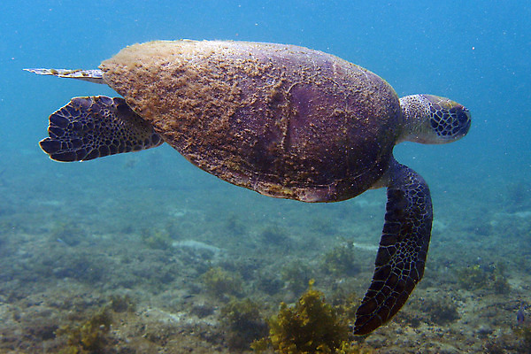 포토 JPG 해외이미지 야생동물 바다 파충류 사람없음 물 파란색 수중 고요 자유 거북이 해외202004 해외포토 자연요소 동물 컬러 컨셉 파일형식 이미지허브