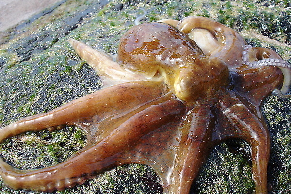 포토 JPG 해외이미지 동물 한마리 야생동물 사람없음 야외 가로 빛 갈색 젖음 문어 어려움 해외202004 해외포토 1 컬러 연체동물 수중동물 파일형식 이미지허브