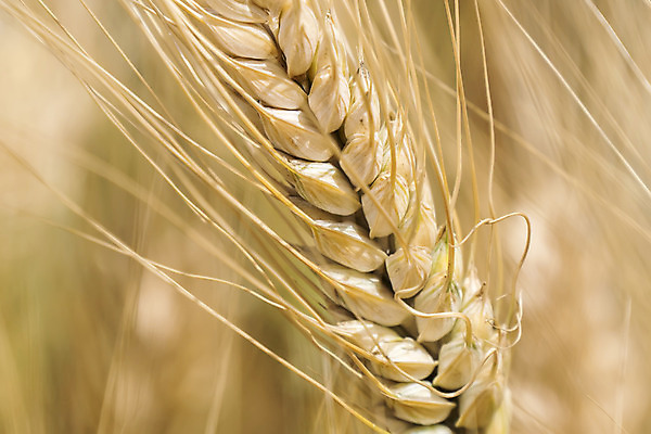 포토 JPG 해외이미지 식물 계절 음식 빵 줄기 밭 농업 자연 건조 건강 풍경 사람없음 야외 여름 농작물 농장 농경지 노란색 환경 수확 성장 시골 황금 낟알 땅 시리얼 밀 유기농 보리 밀가루 스파이크 밀짚 내추럴 밭일 숙성 호밀 세련 해외202004 해외포토 웰빙 산업 컬러 곡류 짚 가루 생태계 파일형식 이미지허브
