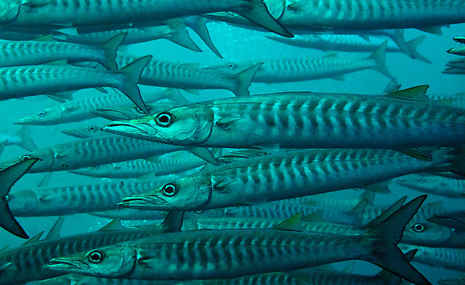 포토 JPG 해외이미지 야생동물 바다 여행 학교 모션 자연 휴가 어류 풍경 사람없음 야외 파란색 바닷속 수중 물방울 아래 생물학 지느러미 내추럴 깊이 동물상 생태학 침몰 많음 해외202004 해외포토 동물 교육 컬러 컨셉 조형물 수중동물 방향 생태계 위치 파일형식 이미지허브