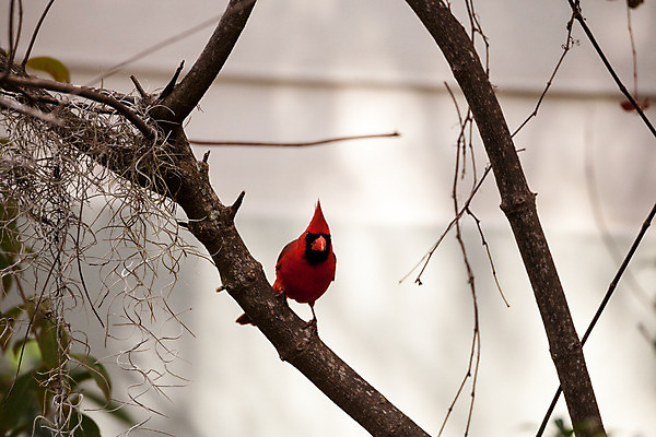포토 JPG 해외이미지 남자 야생동물 자연 조류 앉기 사람없음 미국 플로리다 해외202004 해외포토 동물 북아메리카 모션 사람 생태계 파일형식 이미지허브