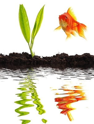 포토 JPG 해외이미지 식물 선 잎 자연 성공 새로움 건강 어류 사람없음 초록색 물 금융 반사 새싹 환경 점프 스파 화목 성장 사발 보호 작음 에코 투자 탱크 생태학 해외202004 해외포토 자연요소 교육 컬러 컨셉 비즈니스 모션 경제 수중동물 사기그릇 크기 생태계 파일형식 이미지허브