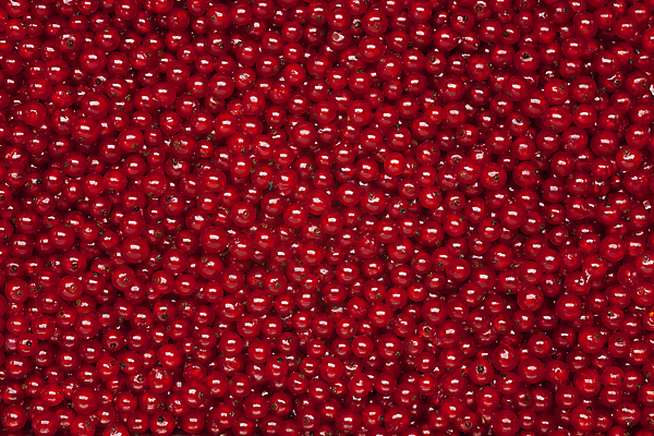 포토 JPG 해외이미지 식물 열매 음식 백그라운드 과일 자연 사람없음 빨간색 여름 정원 신선 유기농 원예 질감 날것 내추럴 건포도 해외202004 해외포토 웰빙 계절 컬러 포도 취미 생태계 건과일 파일형식 이미지허브