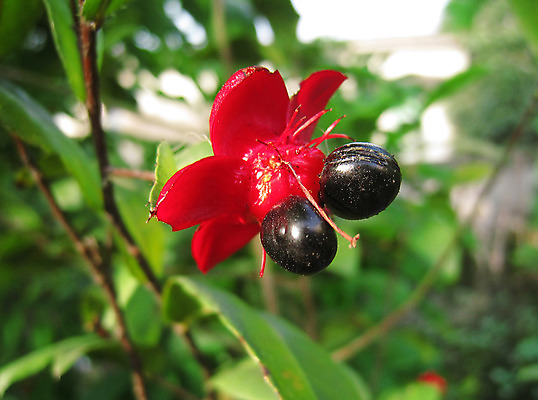 포토 JPG 해외이미지 식물 계절 꽃 줄기 백그라운드 잎 꽃무늬 밭 자연 벽지 하늘 추상 프레임 씨앗 풍경 사람없음 야외 장식 빨간색 초록색 여름 햇빛 태양 농장 장미 정원 맑음 보라색 검은색 봄 벚꽃 광선 흰색 시골 싱글 양귀비 내추럴 해외202004 해외포토 자연요소 컬러 무늬 농업 날씨 생태계 파일형식 이미지허브