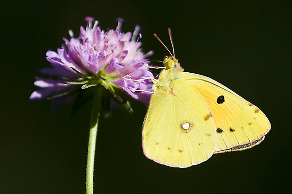 포토 JPG 해외이미지 식물 동물 꽃 야생동물 나비 곤충 절지류 날개 자연 휴식 안테나 사람없음 장식 초록색 여름 노란색 봄 줄무늬 활발 점 허브 단아함 동물상 생존 해외202004 해외포토 계절 컬러 컨셉 무늬 통신 조형물 생태계 파일형식 이미지허브