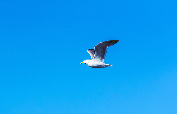 포토 JPG 해외이미지 동물 구름 1 야생동물 컨셉 날개 자연 갈매기 조류 하늘 사랑 사람없음 야외 파란색 빛 태양 평화 미국 희망 화목 침묵 활발 펼침 흰색 우아함 심볼 순수 깃털 비둘기 부리 장면 고립 단아함 무료 해외202004 해외포토 자연요소 감정 컬러 북아메리카 모션 소리 생태계 파일형식 이미지허브