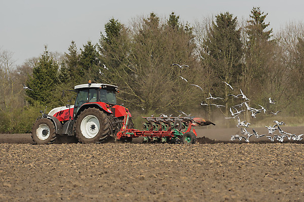 포토 JPG 해외이미지 식물 지구 밭 농업 갈매기 조류 감자 사람없음 빨간색 농작물 농장 농경지 기계 봄 흰색 업무 가장자리 선택 농부 숲 땅 네덜란드 준비 원예 트랙터 짐차 동물상 해외202004 해외포토 동물 직업 계절 유럽 산업 컬러 컨셉 채소 자동차 취미 조형물 작업 둘레 농기계 특수차량 파일형식 이미지허브