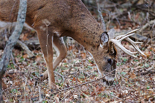 포토 JPG 해외이미지 나무 응시 남자 감정 백그라운드 잎 포유류 자연 사슴 뿔 사람없음 갈색 검은색 놀람 회색 닫기 숲 그림 땅바닥 해외202004 해외포토 식물 동물 시선 컬러 모션 바닥 표정 사람 생태계 파일형식 이미지허브