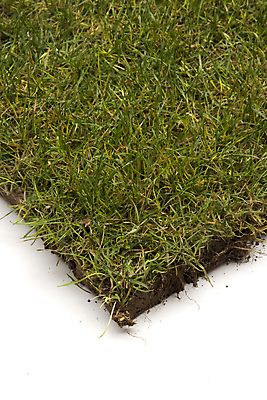 포토 JPG 해외이미지 백그라운드 자연 잔디 사람없음 하이앵글 한개 자유 흰배경 먼지 고립 해외202004 해외포토 식물 1 뷰포인트 컨셉 흰색 생태계 파일형식 이미지허브