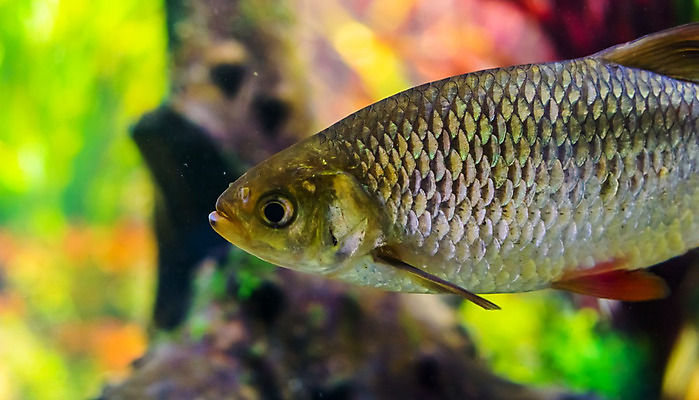 포토 JPG 해외이미지 동물 유럽 아시아 호수 얼굴 바다 저울 어류 동양인 사람없음 물 반려동물 강 머리 검은색 신선 은색 수족관 북쪽 대야 민물 인기 해외202004 해외포토 자연요소 나라 컬러 인종 신체부위 수중동물 방향 파일형식 이미지허브