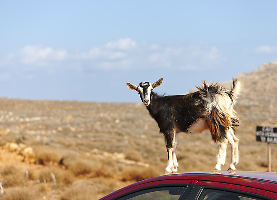 포토 JPG 해외이미지 동물 남자 유럽 야생동물 여행 포유류 자연 염소 산 건조 털 뿔 풍경 경사 사람없음 야외 옆모습 여름 햇빛 봄 자유 지중해 그리스 언덕 각도 지역 그리스인 램 평야 해외202004 해외포토 서양인 계절 나라 바다 뷰포인트 컨셉 사람 태양 생태계 파일형식 이미지허브