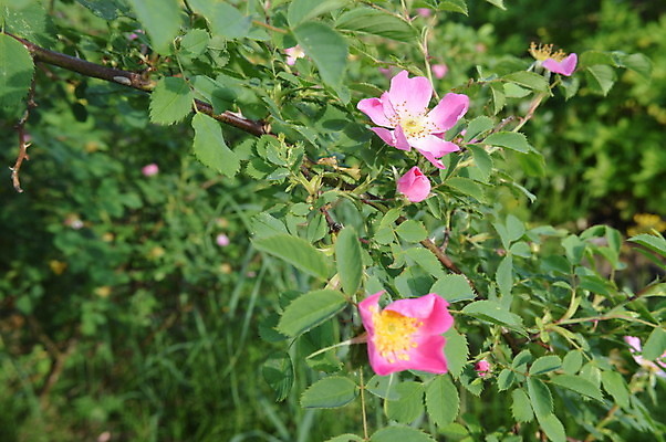 포토 JPG 해외이미지 식물 꽃잎 꽃 백그라운드 잎 꽃무늬 자연 조류 사람없음 장식 초록색 컬러풀 정원 벚꽃 숲 고립 파라다이스 해외202004 해외포토 동물 컬러 무늬 생태계 파일형식 이미지허브