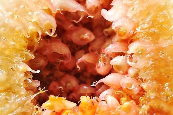 포토 JPG 해외이미지 라이프스타일 음식 컨셉 십자가 패턴 다이어트 과일 재료 부분 추상 디저트 건강 사람없음 빨간색 물 갈색 신선 이슬 자르기 묘사 질감 날것 무화과 숙성 줄서기 해외202004 해외포토 자연요소 컬러 무늬 모션 생활 파일형식 이미지허브