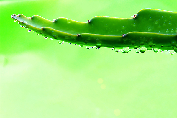 포토 JPG 해외이미지 식물 백그라운드 컨셉 잎 자연 추상 건강 사람없음 초록색 환경 봄 성장 흰색 신선 이슬 허브 유기농 질감 내추럴 고립 해외202004 해외포토 웰빙 계절 컬러 무늬 생태계 파일형식 이미지허브